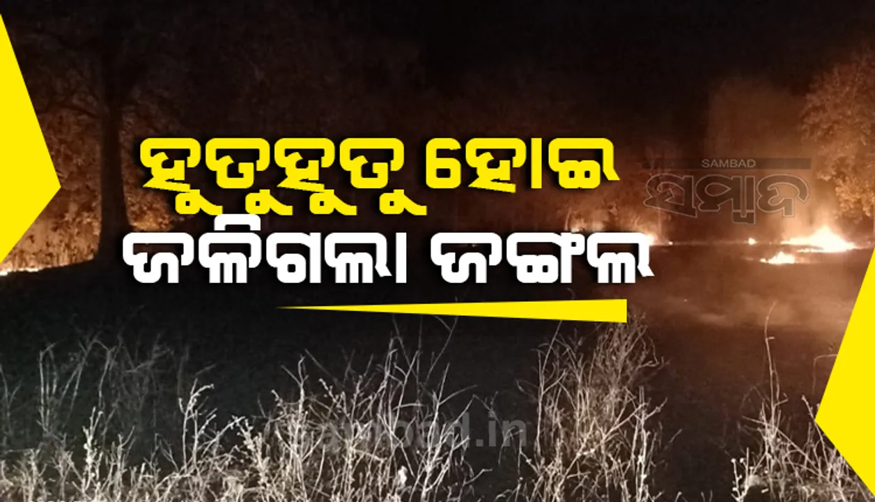  ମାଲକାନଗିରି: ମଧ୍ୟରାତ୍ରରେ ଜଳିଗଲା ଏମ୍‌ଭି-୬୨ ଜଙ୍ଗଲ