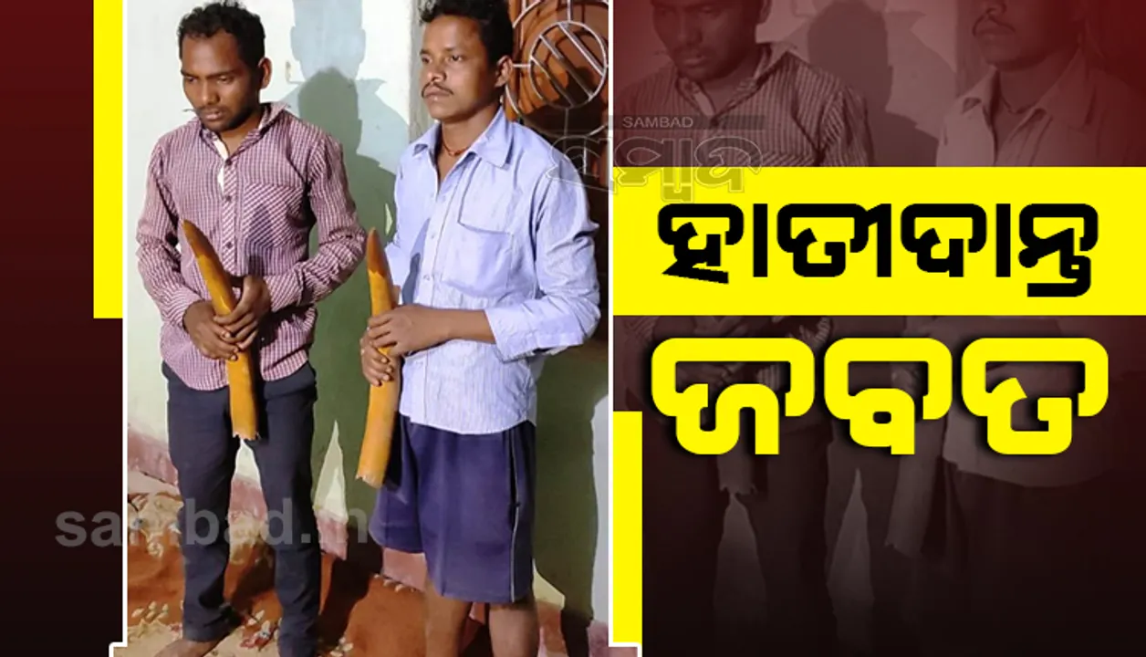  ବନ ବିଭାଗର ଚଢ଼ଉ: ୩ ଲକ୍ଷ ଟଙ୍କାର ୨ଟି ହାତୀ ଦାନ୍ତ ଜବତ, ୨ ଗିରଫ 