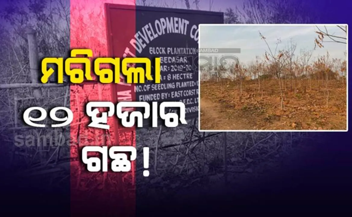  ଶିଳ୍ପନଗରୀରେ ବନୀକରଣର ଅସଲ ଚିତ୍ର, ମରିଗଲା ଓଏଫ୍‌ଡିସିର ୧୨ହଜାର ଗଛ!