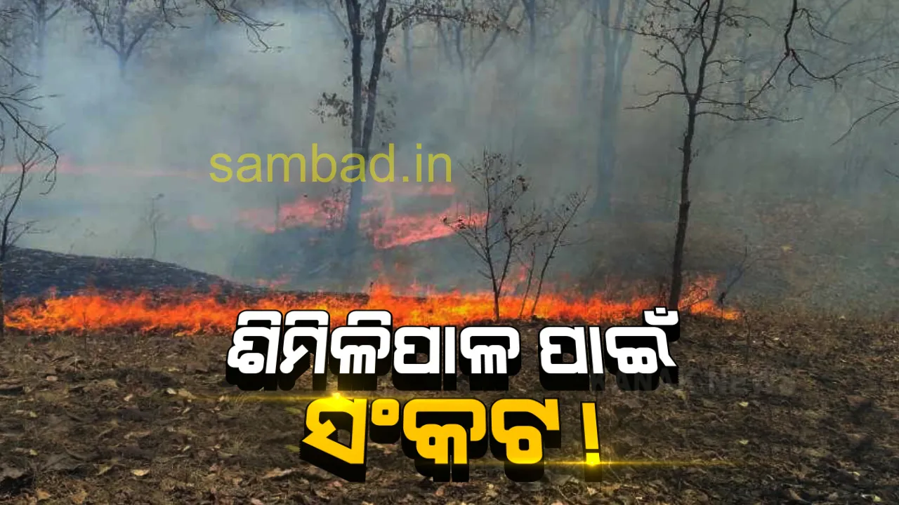  ଜଳୁଛି ଜଙ୍ଗଲ, ସଂକଟ ଭିତରକୁ ଠେଲି ହୋଇଯାଉଛି ଶିମିଳିପାଳ; ନିଆଁ ଲିଭାଇବା ପାଇଁ ବନ ବିଭାଗ ନୟାନ୍ତ