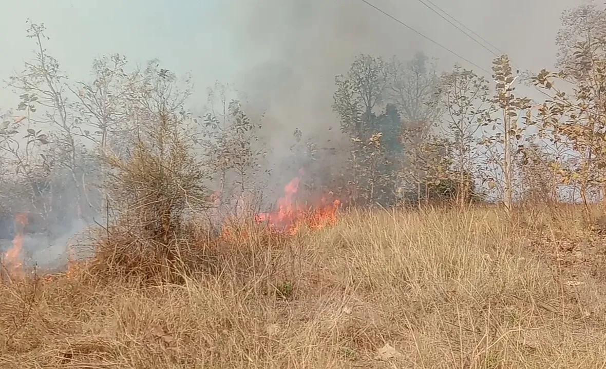  ଲଛିପୁର ଓ ତିଲେଇମାଲ ଫରେଷ୍ଟ ସେକ୍ସନ ଅଞ୍ଚଳରେ ନିଆଁ  