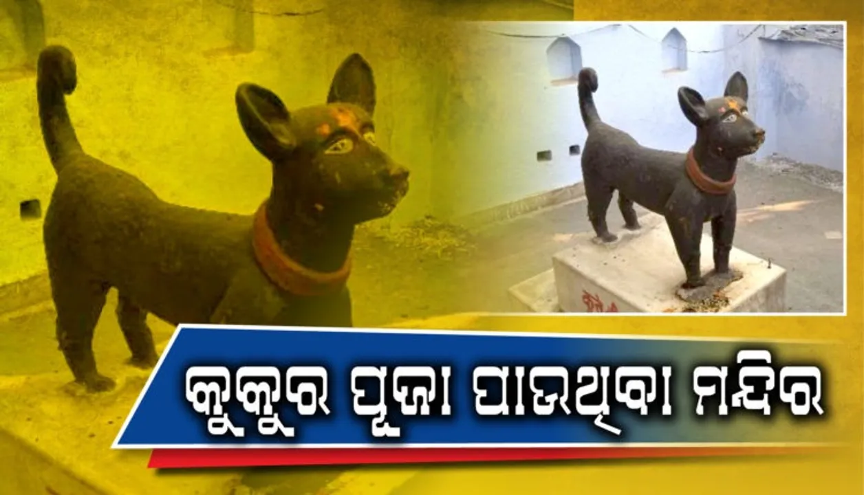  ଏହି ମନ୍ଦିରରେ ହୋଲି ଦିନ କୁକୁରକୁ ପୂଜା କରାଯାଏ