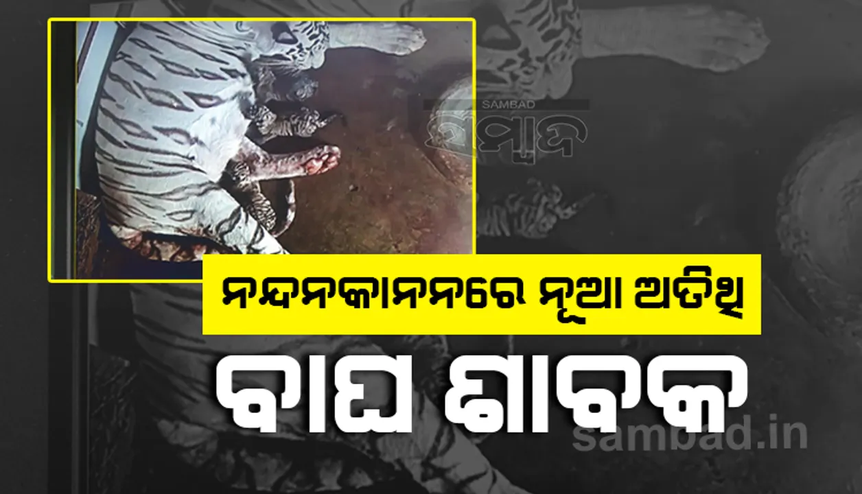  ନନ୍ଦନକାନନରେ ଧଳାବାଘୁଣୀ ବିଜୟାର ୩ ଶାବକ ଜନ୍ମ