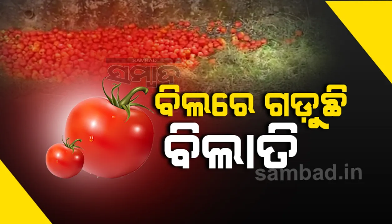 ସୁନ୍ଦରଗଡ଼ ଜିଲ୍ଲାରେ ଗୋରୁ ଖାଉଛନ୍ତି ବିଲାତି, ହାଟ ବଜାରରେ ଫିଙ୍ଗି ଚାଲି ଯାଉଛନ୍ତି ଚାଷୀ