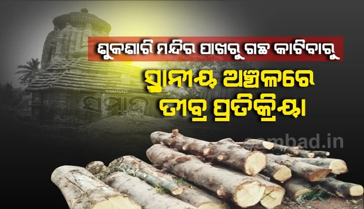  ଶୁକଶାରି ମନ୍ଦିର ପାଖରୁ ବଡ଼ବଡ଼ ଗଛ କାଟିଦେଲା ଏଏସ୍ଆଇ