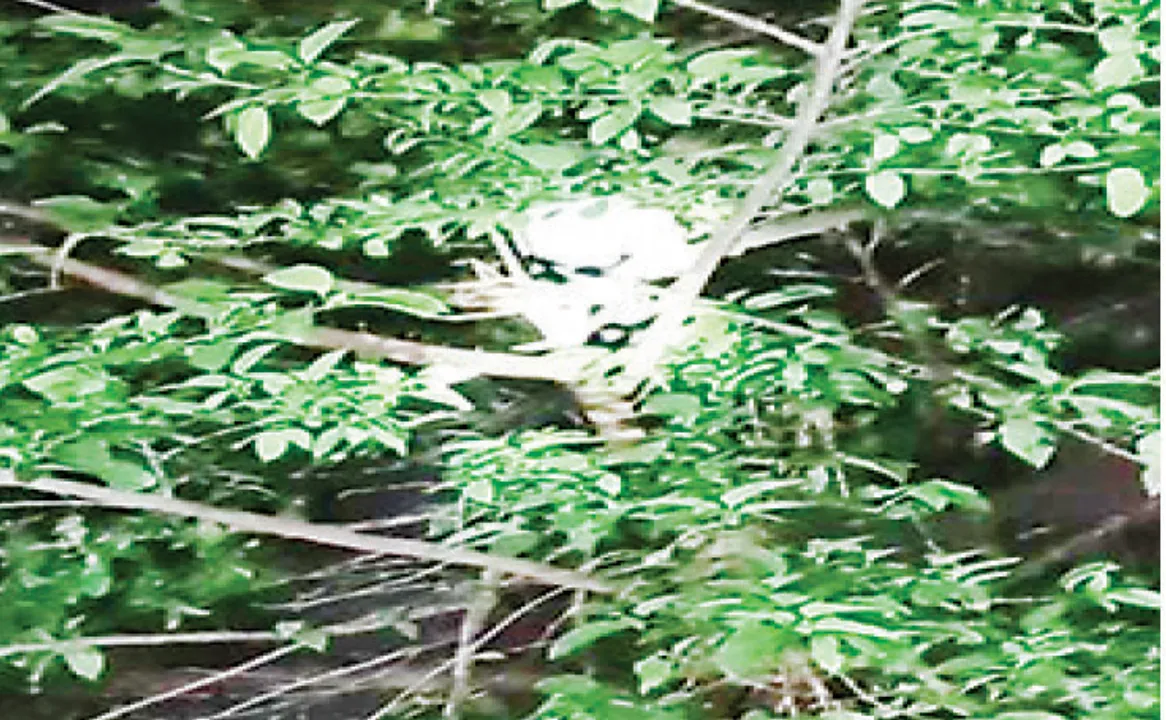  ଗଛ ଉପରେ ଚିତ୍କାର, ଯୁବକ ଉଦ୍ଧାର