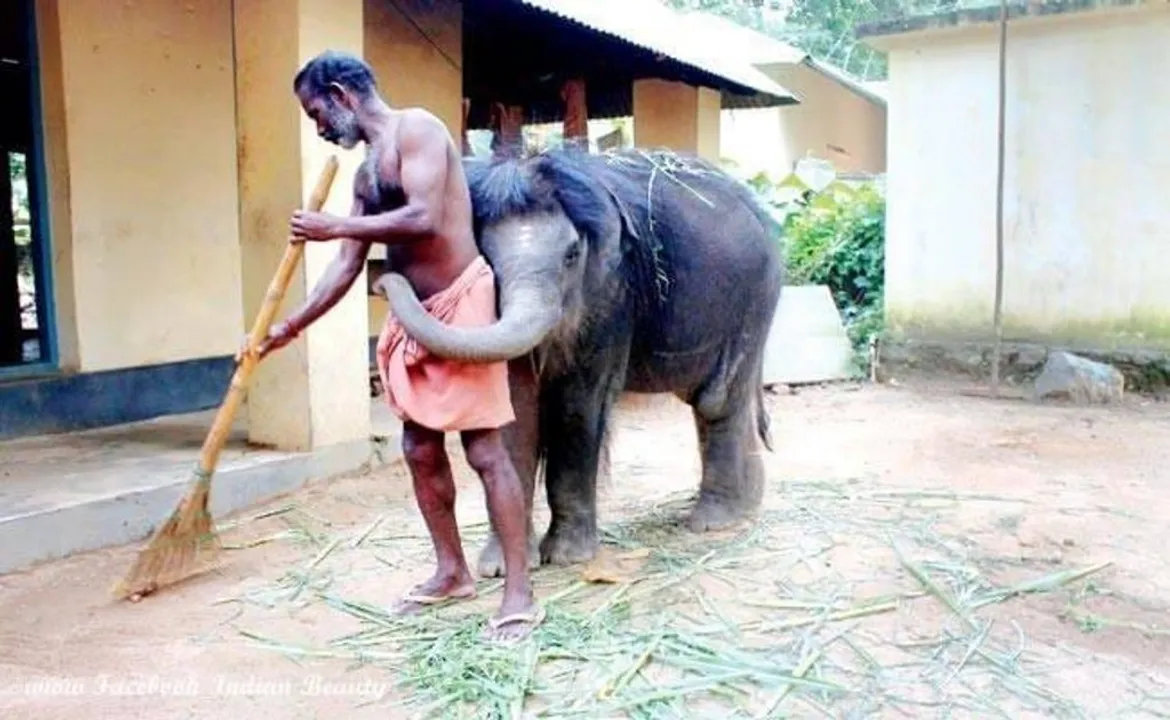  ହୃଦୟସ୍ପର୍ଶୀ ଦୃଶ୍ୟ: ମାଲିକ ଝାଡୁ ମାରୁଥିବା ବେଳେ ପଛରୁ ଆସି ଶୁଣ୍ଢରେ କୁଣ୍ଢାଇ ପକାଉଛି ହାତୀ ଛୁଆ