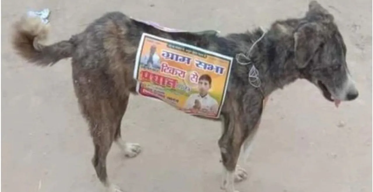  photo-zee news 