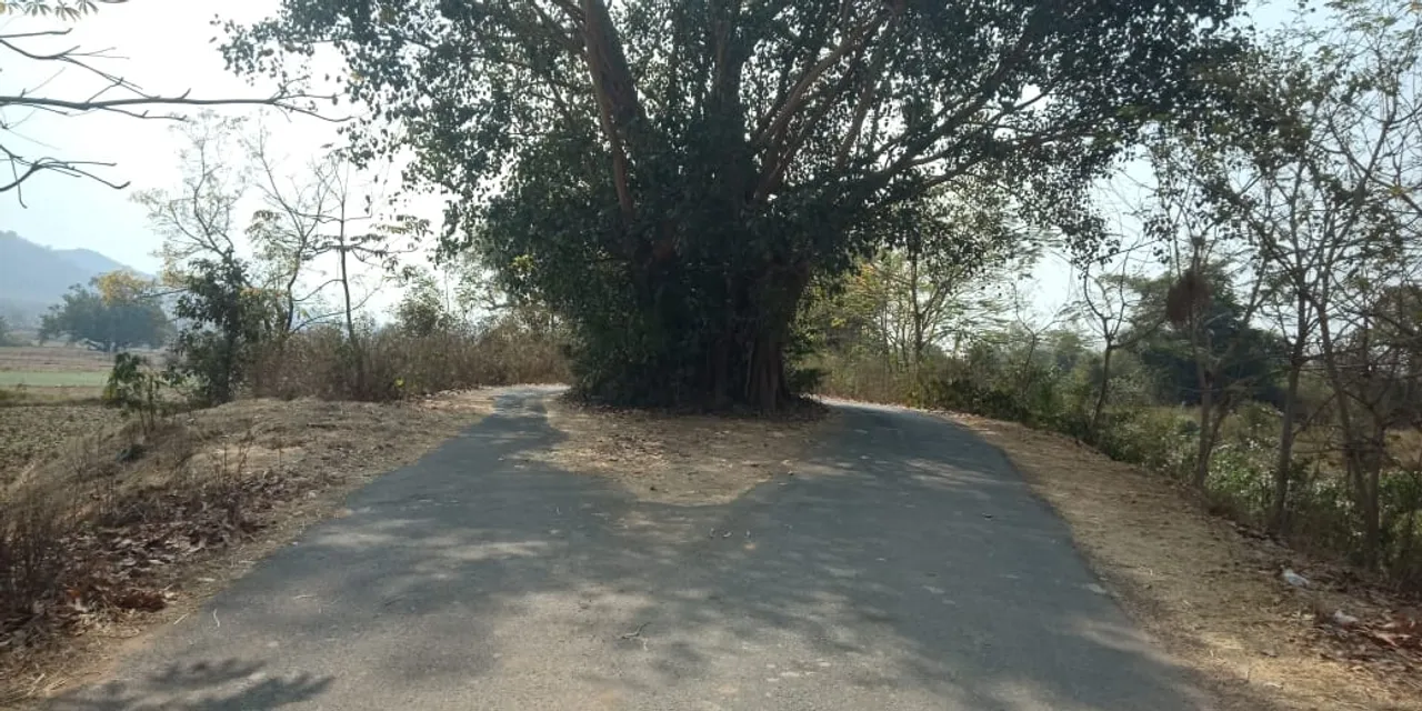 ଗଛ ପାଇଁ ପଥ ଦୁଇ ଭାଗ। (ଫଟୋ: ବିଶ୍ବମ୍ବର, ଭଂଜନଗର)
