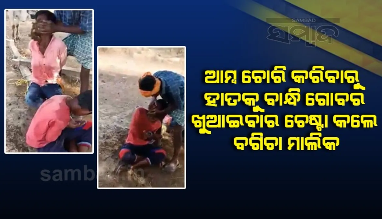  କଷି ଆମ୍ବ ଚୋରି କରିବାରୁ ଦୁଇ ନାବାଳକଙ୍କୁ ବାନ୍ଧି ଗୋବର ଖୁଆଇବାର ଚେଷ୍ଟା କଲେ ବଗିଚା ମାଲିକ