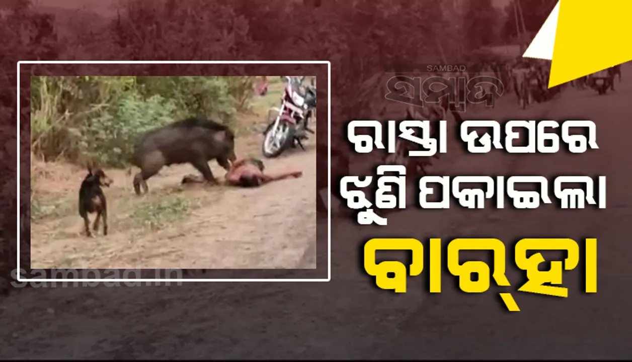  ଭିଡିଓ ଦେଖନ୍ତୁ: ବାର୍‌ହା ଆକ୍ରମଣରେ ଜଣେ ଗୁରୁତର, ସୁରକ୍ଷା ଦେଇ ପାରିଲେନି ଉପସ୍ଥିତ ଜନତା