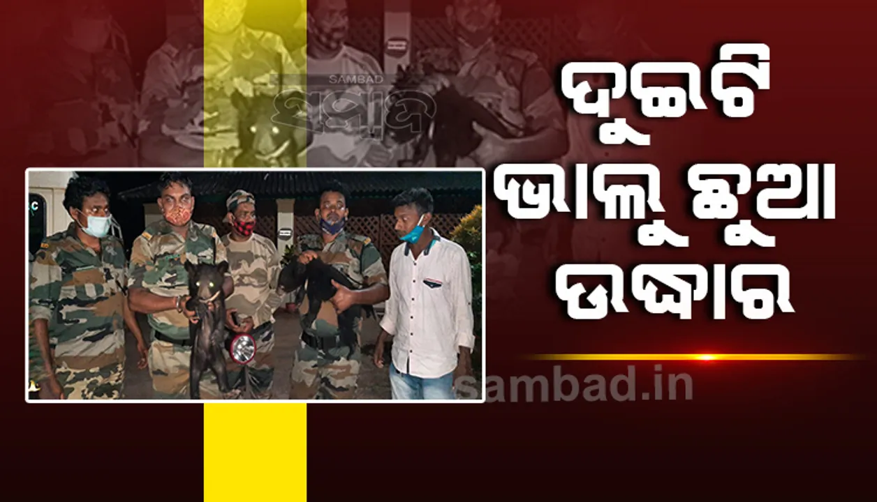  ଗଡ଼ଖୋର୍ଦ୍ଧା ଠାରୁ ୨ ଭାଲୁ ଛୁଆ ଉଦ୍ଧାର, ବନ୍ୟଜନ୍ତୁ ଚୋରା ରାକେଟ୍ ସନ୍ଦେହ 