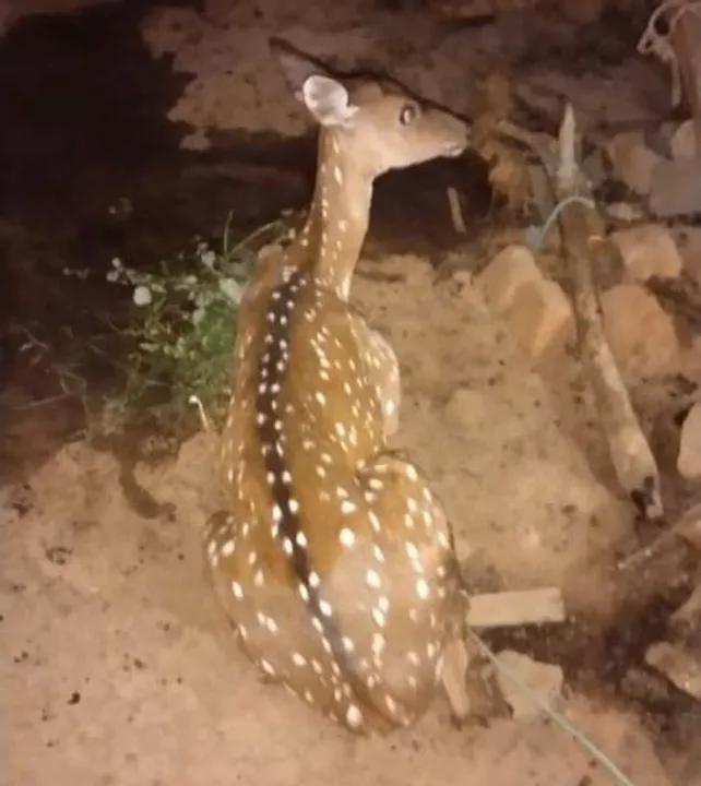 ତାଳପଦାରୁ ହରିଣ ଉଦ୍ଧାର