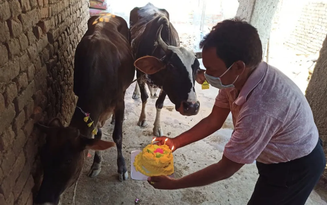  କେକ କାଟି ବାଛୁରୀ ର ଜନ୍ମ ଦିବସ ପାଳନ କଲେ, ଗୋ  ପ୍ରେମୀ କେଶବ ଚନ୍ଦ୍ର ପଟେଲ 