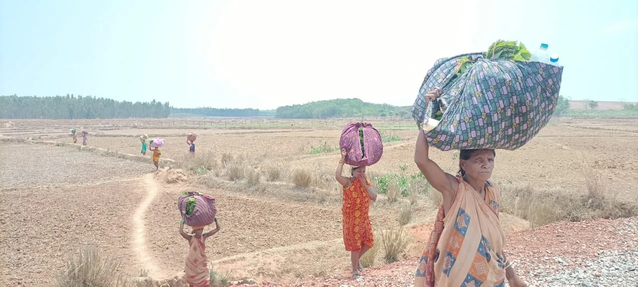  କେନ୍ଦୁପତ୍ର କିଣା ଆରମ୍ଭ: ୯୭ହଜାର ଷ୍ଟାଣ୍ଡର୍ଡ ବ୍ୟାଗ୍ କିଣିବା ଲକ୍ଷ୍ୟ, ୬୬ହଜାର ତୋଳାଳିରୁ ୨୮ହଜାର ତୋଳିବା ଆରମ୍ଭ କଲେ