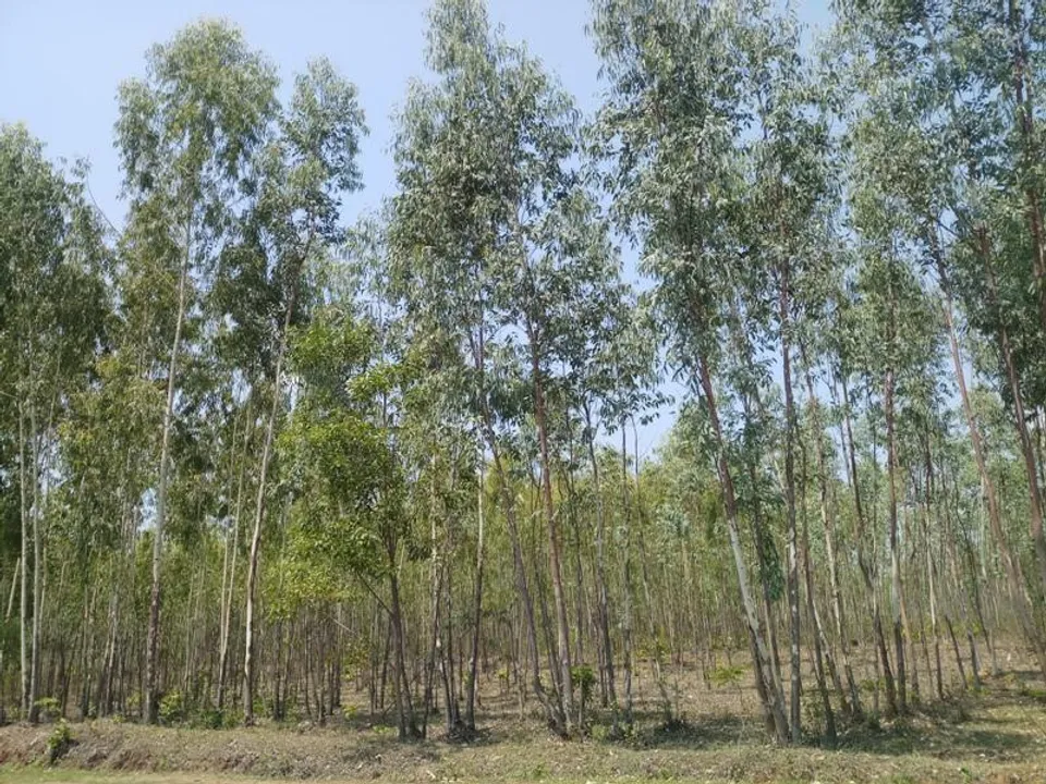  Sambad 