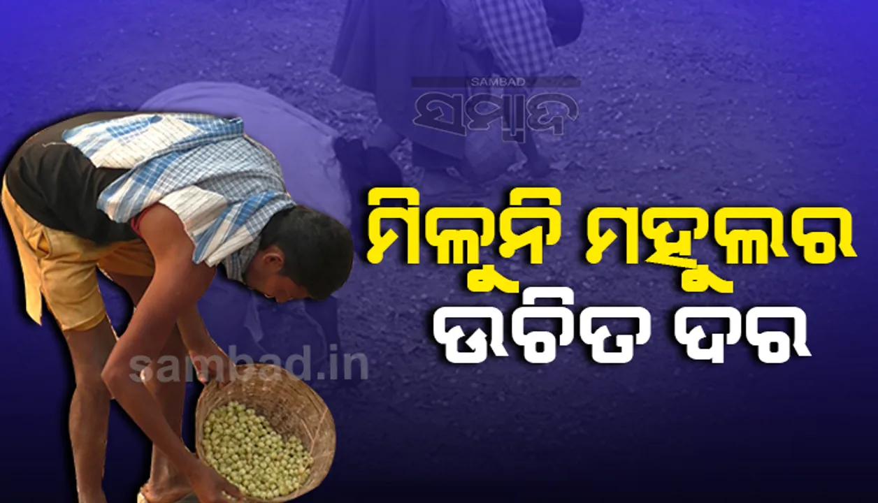  ଦଲାଲ ନିୟନ୍ତ୍ରଣରେ ମହୁଲ ଗୋଟାଳି, ମିଳୁ ନାହିଁ ଉଚିତ ପ୍ରାପ୍ୟ  