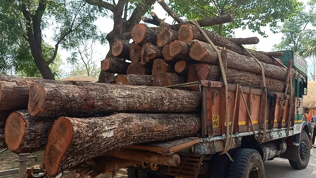  ପୁରୀ ଘୋଷଯାତ୍ରା ପାଇଁ ୨ୟ ପର୍ଯ୍ୟାୟରେ ଗଲା ୩୧ଖଣ୍ଡ କାଠ