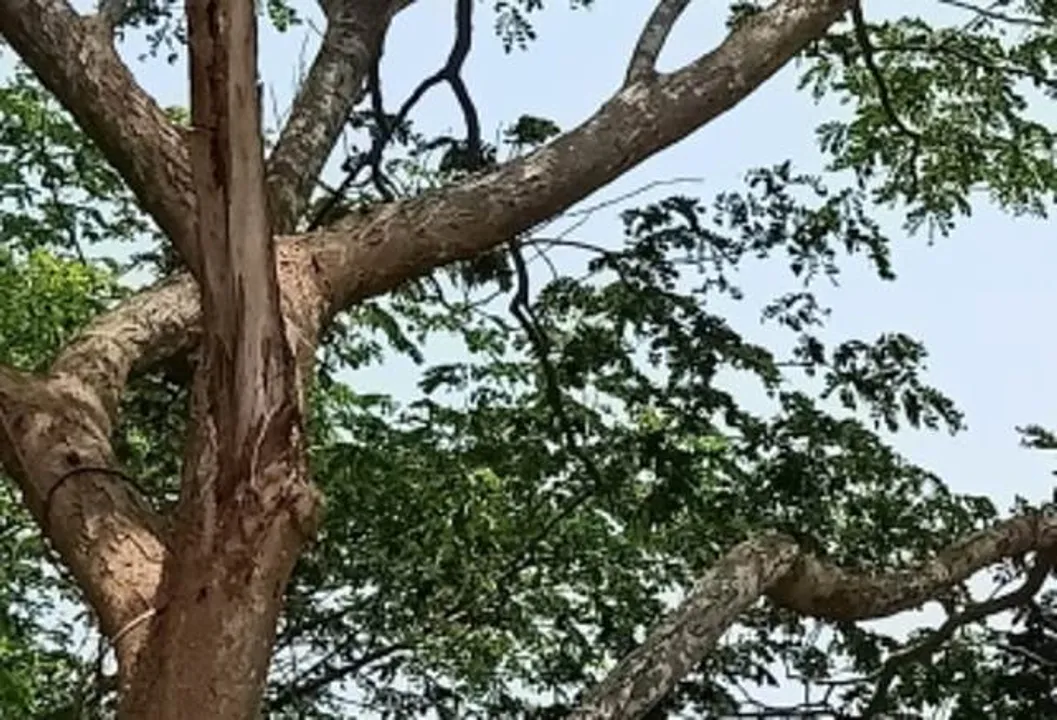  ଖୁଡ଼ୀଙ୍କୁ ହତ୍ୟା କରିବା ପରେ ପୁତୁରାର ଆତ୍ମହତ୍ୟା