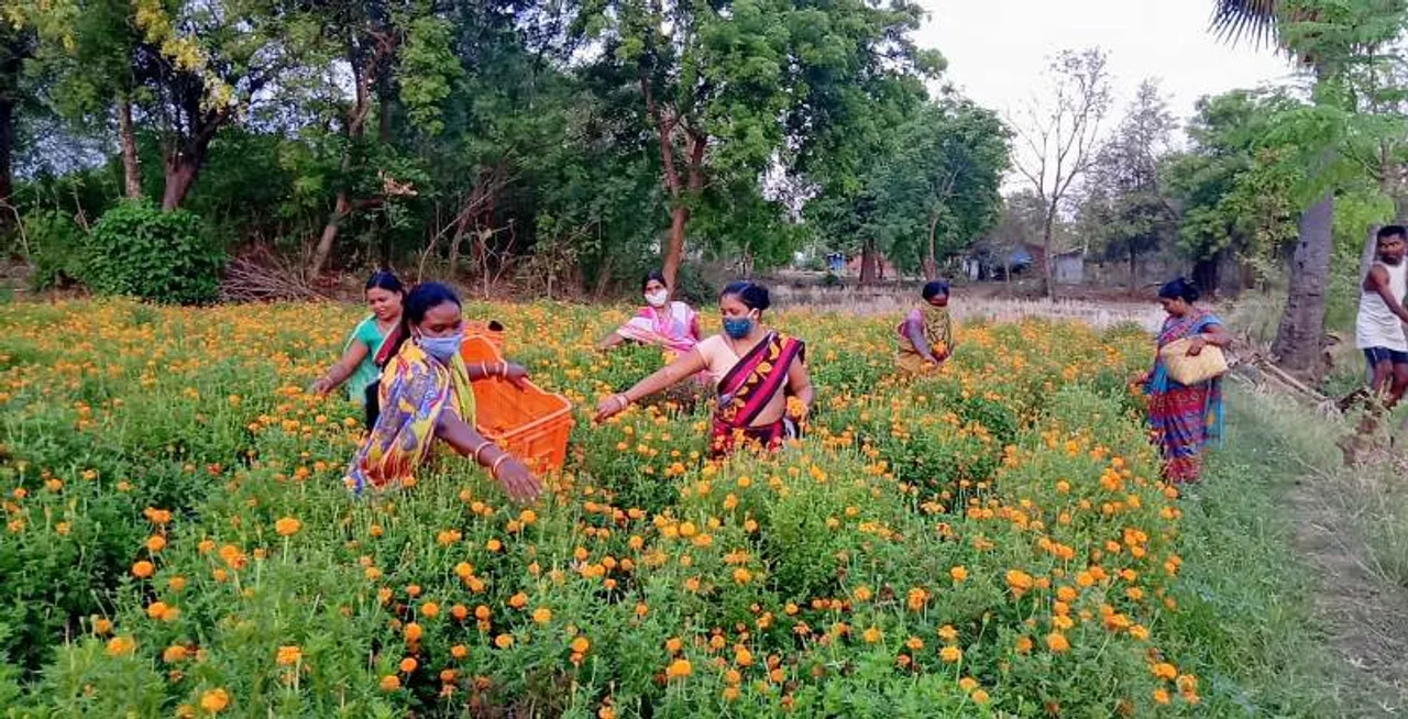  କରୋନା କାଳରେ ଭଲ ଖବର: ମାଛ ଓ ଫୁଲ ଉତ୍ପାଦନ କରି ସ୍ୱାବଲମ୍ବୀ ହେବାର ପ୍ରୟାସ