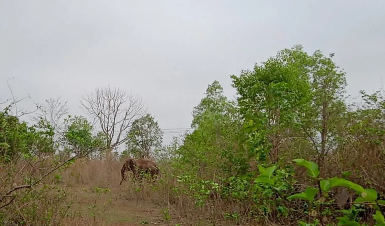  କେନ୍ଦୁଝର: ପାଟଣା ରେଞ୍ଜରେ ଗତକାଲି ରାତିରୁ ବୁଲୁଛି ଏକ ଗୋଠଛଡ଼ା ହାତୀ।