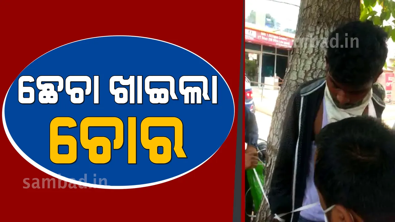  ରାଜଧାନୀରେ ଚେନ ଛିଣ୍ଡାଇ ଚମ୍ପଟ ମାରୁଥିବା ବେଳେ ଧରାପଡ଼ିଗଲା ଲୁଟେରା : ନିସ୍ତୁକ ମାଡ଼ ମାରି ଗଛରେ ବାନ୍ଧି ପକାଇଲେ ଲୋକେ