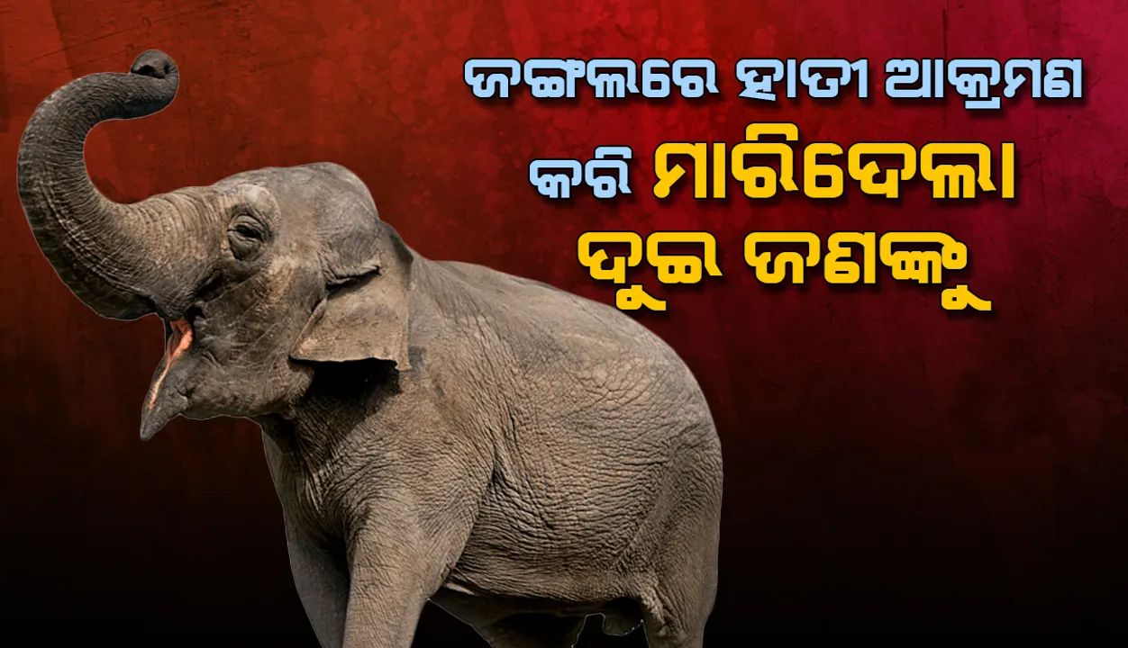  ଜଙ୍ଗଲକୁ ଜାଳେଣି କାଠ ସଂଗ୍ରହ ପାଇଁ ଯାଇଥିଲେ, ଆକ୍ରମଣ କଲା ହାତୀ : ୨ ମୃତ