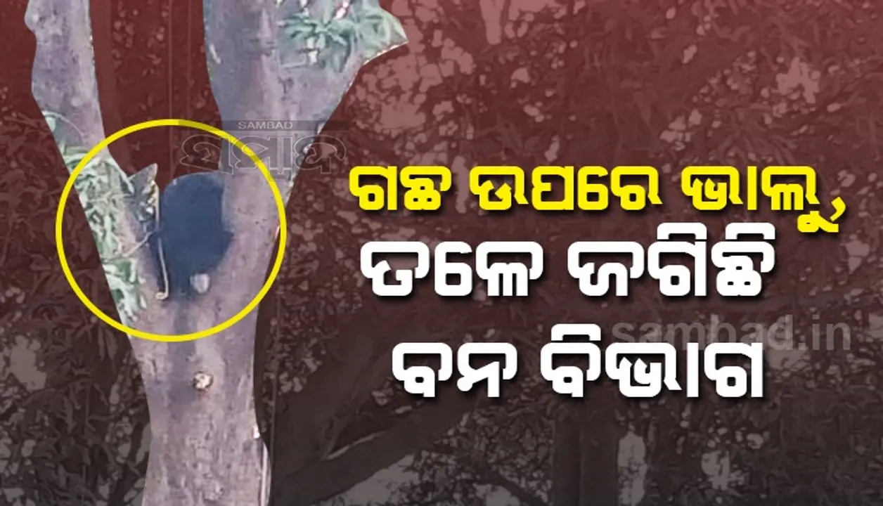  ଗଛ ଉପରେ ଭାଲୁ, ଉଦ୍ଧାର ପାଇଁ ଜଗିଛି ବନ ବିଭାଗ