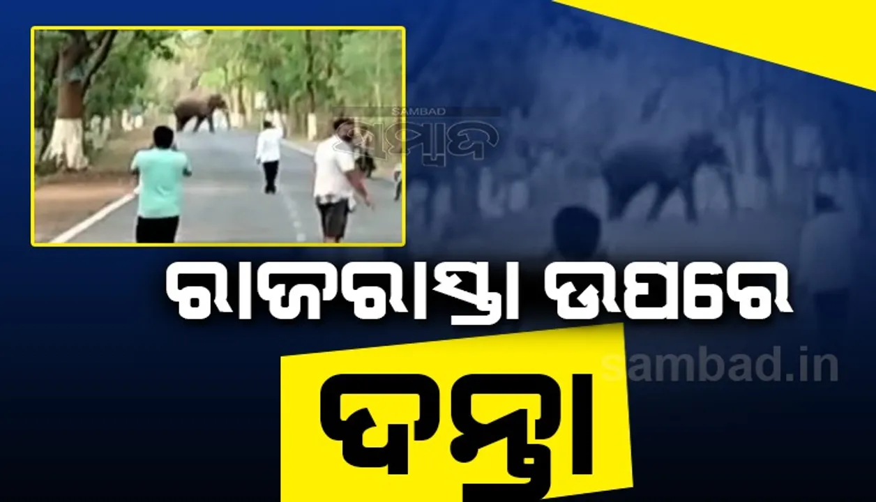  ଚନ୍ଦ୍ରଗିରି ଜଙ୍ଗଲ ନିକଟ ତିନି ଛକିଆ ରାଜରାସ୍ତା ଉପରେ ଦନ୍ତାହାତୀ
