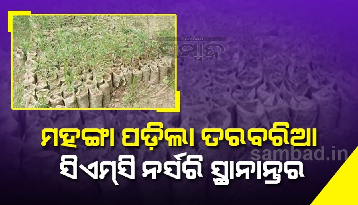  ମହଙ୍ଗା ପଡ଼ିଲା ତରବରିଆ ସିଏମ୍‌ସି ନର୍ସରି ସ୍ଥାନାନ୍ତର