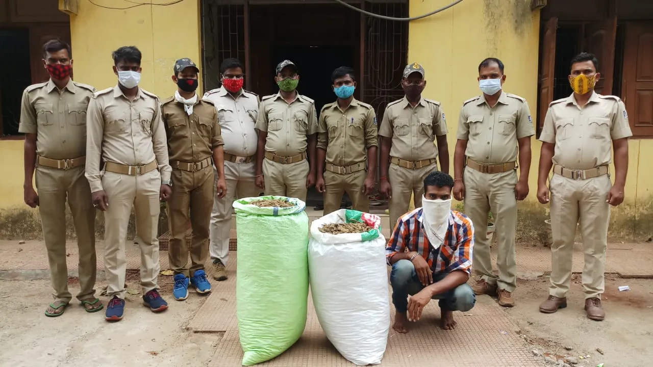  ପଚାଶ କେଜି ଗଞ୍ଜେଇ ଜବତ, ଜଣେ ଗିରଫ