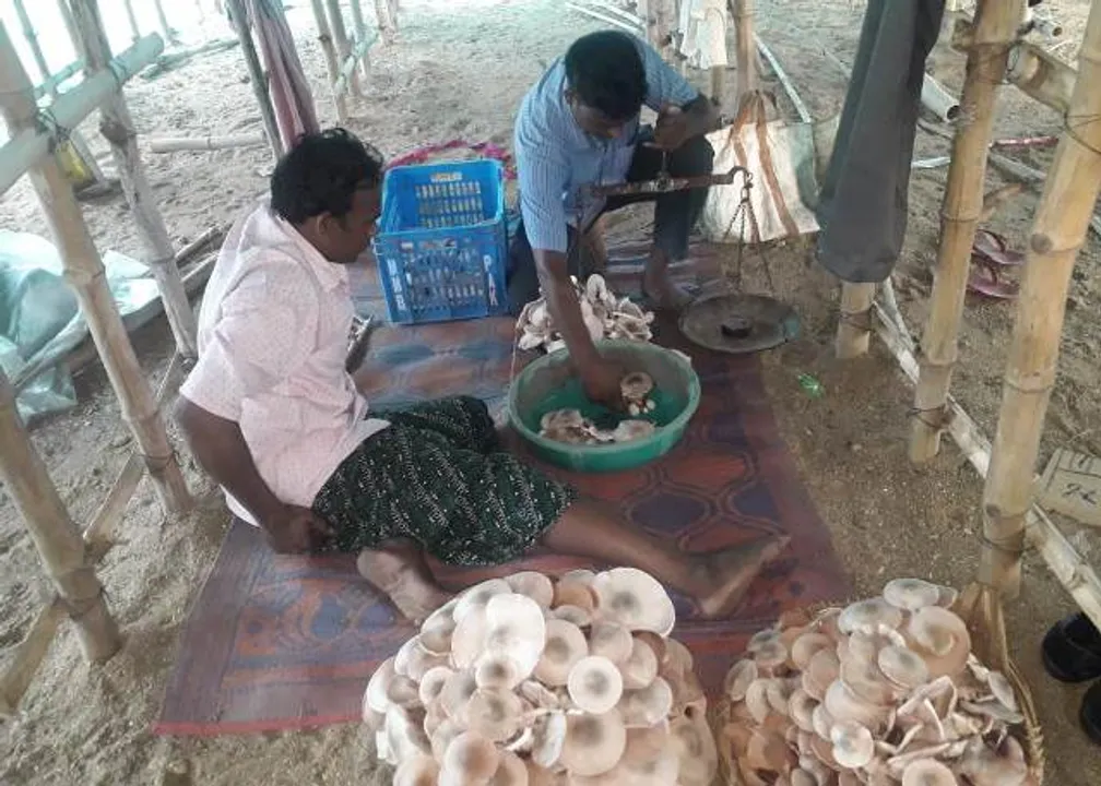  ଲକ୍‌ଡାଉନ୍‌ରେ ବଦଳିଗଲା ପେସା, ବୀମା ଏଜେଣ୍ଟ ପାଲଟିଗଲେ ଛତୁ ଚାଷୀ