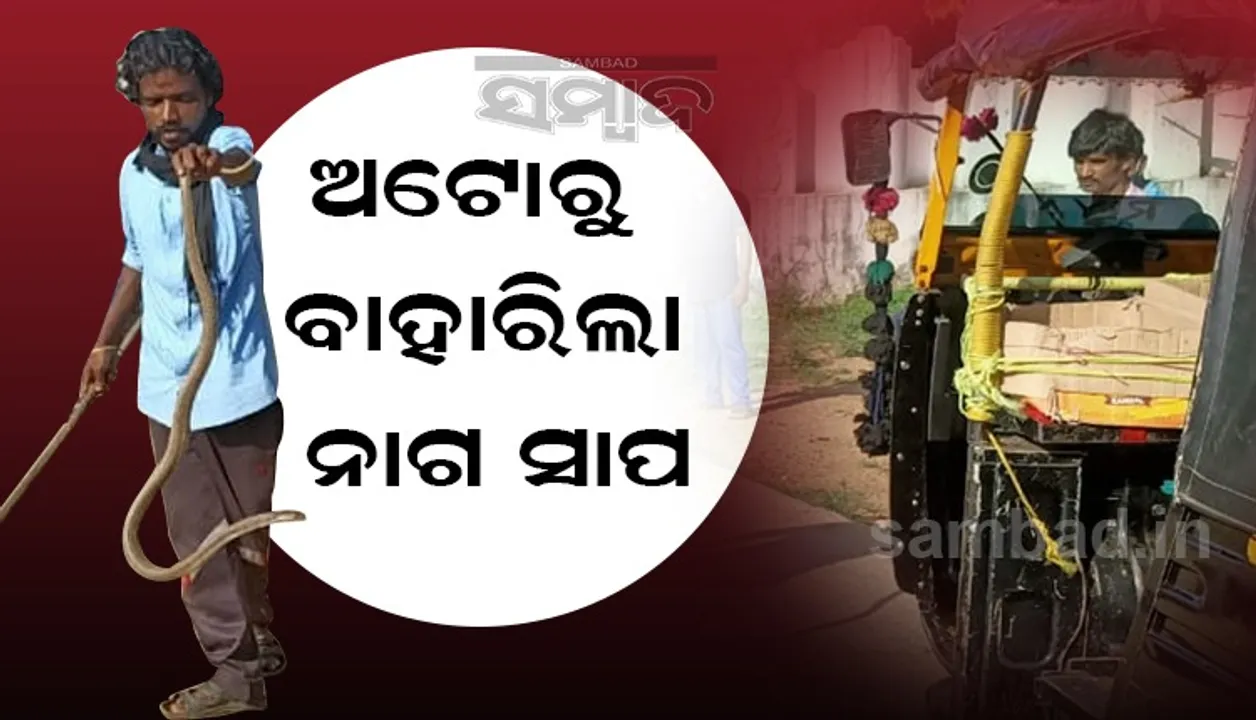  ଚଳନ୍ତା ଅଟୋ ଭିତରୁ ବାହାରିଲା ବିରାଟକାୟ ନାଗ ସାପ, ପ୍ରାଣ ବିକଳରେ ଡେଇଁ ପଡ଼ିଲେ ଡ୍ରାଇଭର
