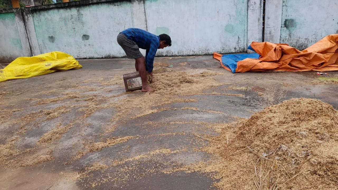  ବର୍ଷାରେ ଭିଜି ଗଜାହେଲା ମଣ୍ଡିର ଧାନ