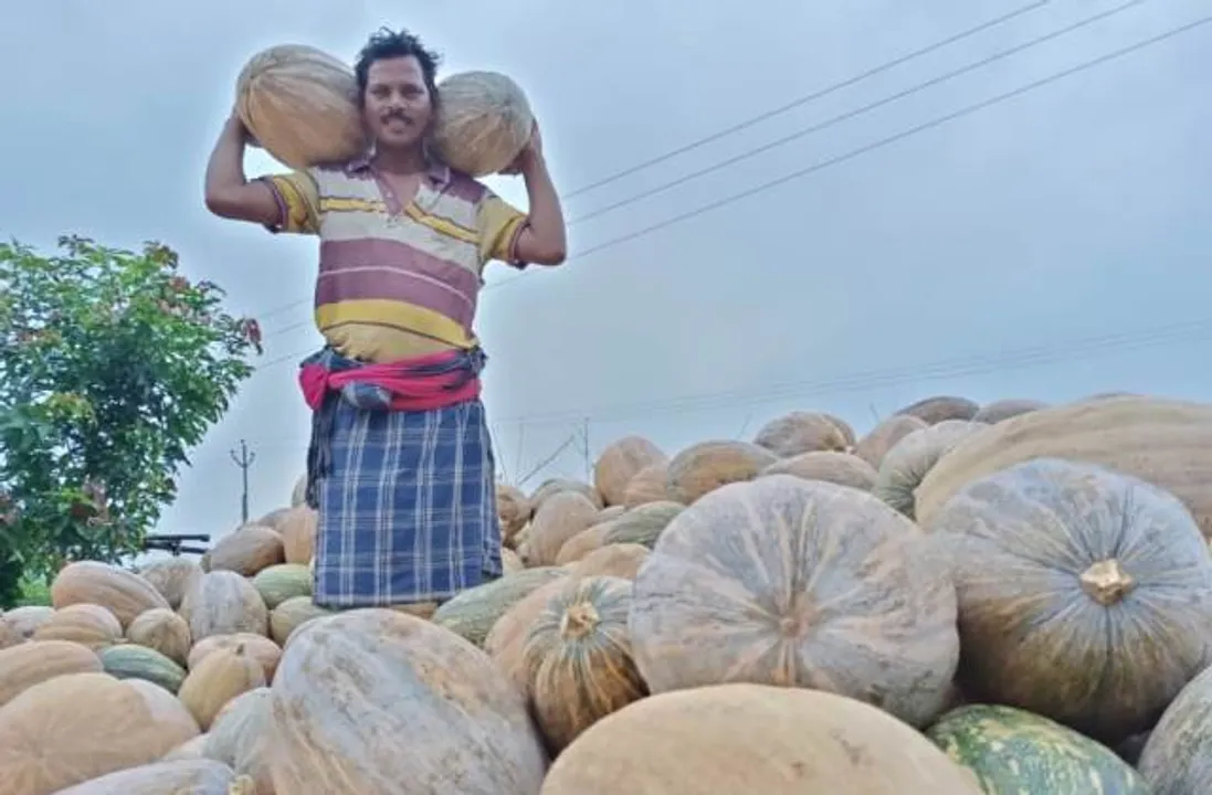  ରାସ୍ତା ପାର୍ଶ୍ବରେ କଖାରୁ ପାହାଡ଼, ଚାଷୀ ଅଭାବୀ ବିକ୍ରିର ଶିକାର