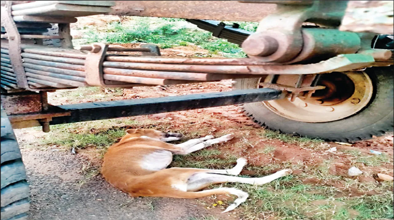  ଅଜଣା ରୋଗରେ ମରୁଛନ୍ତି କୁକୁର, ଟିକାକରଣ କେବେ?