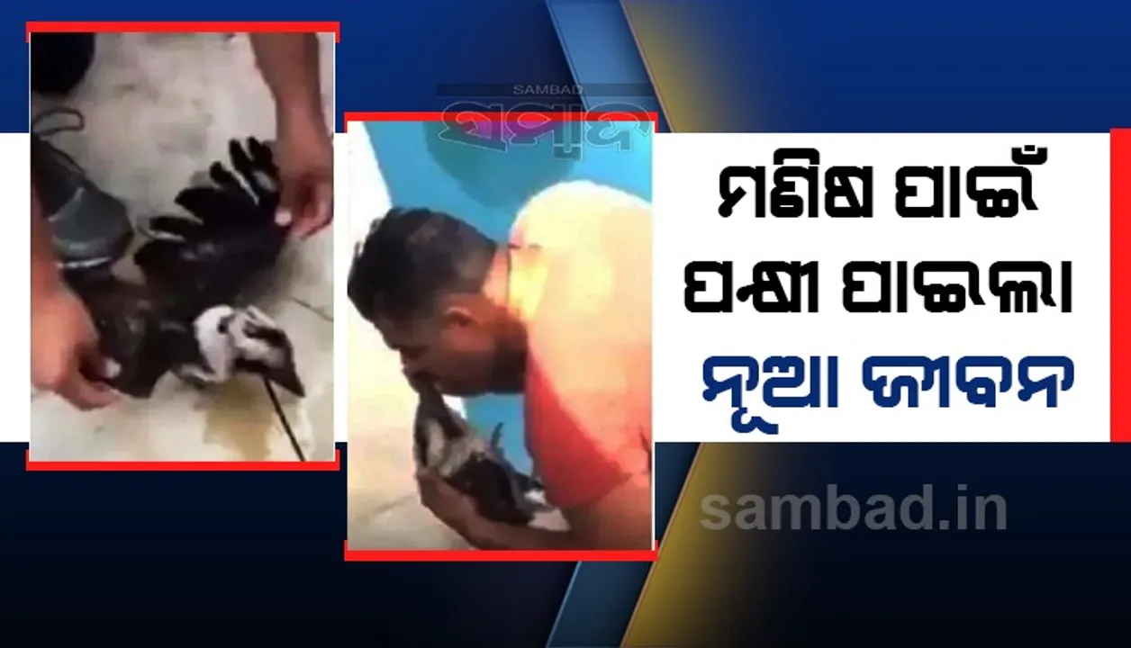  ପକ୍ଷୀ ଥଣ୍ଟରେ ମୁହଁ ଲଗାଇ କୃତ୍ରିମ ଅମ୍ଳଜାନ ଦେଇ ଜୀବନ ବଞ୍ଚାଇଲେ ଏହି ବ୍ୟକ୍ତି