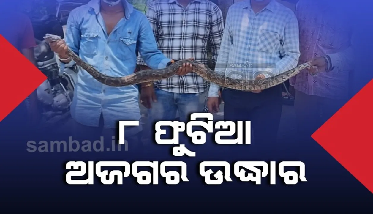  ଔଷଧ ଦୋକାନରୁ ୮ ଫୁଟିଆ ଅଜଗର ଉଦ୍ଧାର, ଦୋକାନୀ-ଗ୍ରାହକ ଭୟଭୀତ