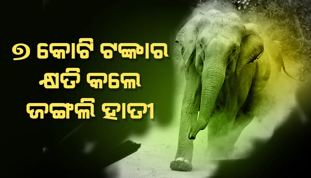  ୭କୋଟି ଟଙ୍କାର କ୍ଷତି କରିବା ପରେ ଦେଖନ୍ତୁ ଥକ୍କି ପଡ଼ି ଜଣକ ଉପରେ ଜଣେ କିପରି ଶୋଇ ପଡ଼ିଛନ୍ତି ହାତୀପଲ
