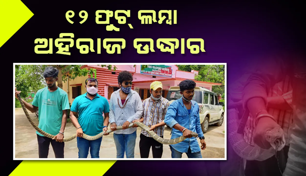  ମାଲକାନଗିରିରୁ ୧୨ ଫୁଟ ଲମ୍ବା ଅହିରାଜ ଉଦ୍ଧାର