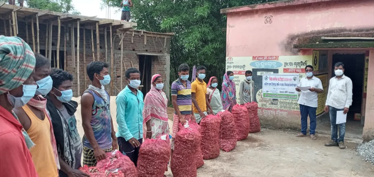  ଆଇଟିଡିଏ ପକ୍ଷରୁ ମିଶନ ଜିବୀକା ଯୋଜନାରେ ଉନ୍ନତ କିସମର ହଳଦୀ ବିହନ ବଣ୍ଟନ