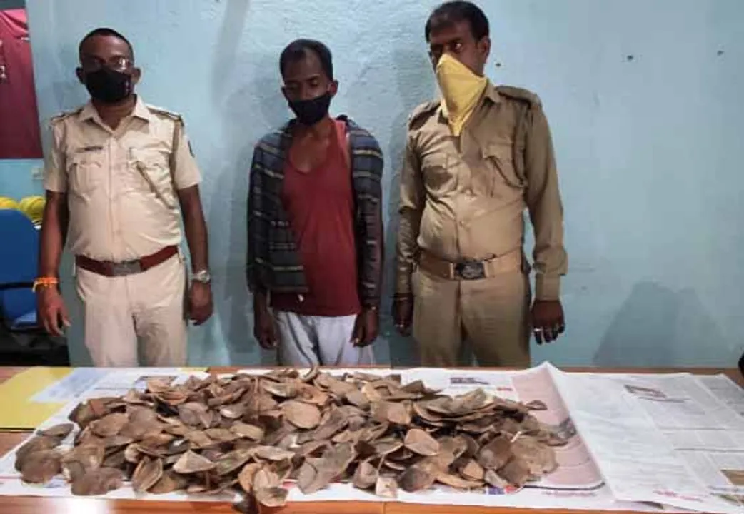  ୪ କେଜିରୁ ଊର୍ଦ୍ଧ୍ବ ବଜ୍ରକାପ୍ତା କାତି ଜବତ, ଗ୍ରାହକ ସାଜି ଅଭିଯୁକ୍ତକୁ ମାଡ଼ିବସିଲେ ବନ କର୍ମଚାରୀ