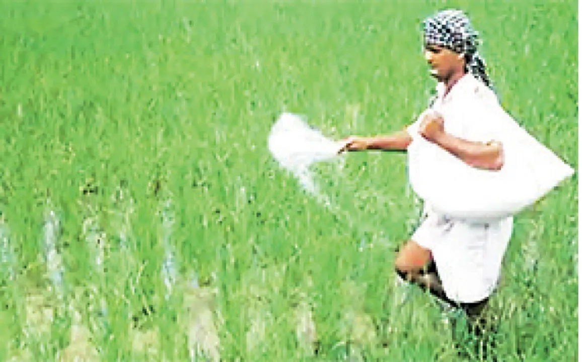  ଡିଏପି ସାର ସବ୍‌ସିଡି ୭୦୦ ଟଙ୍କା ବଢ଼ିଲା, ସରକାର ୧୪,୭୫୫ କୋଟି ବ୍ୟୟ କରିବେ
