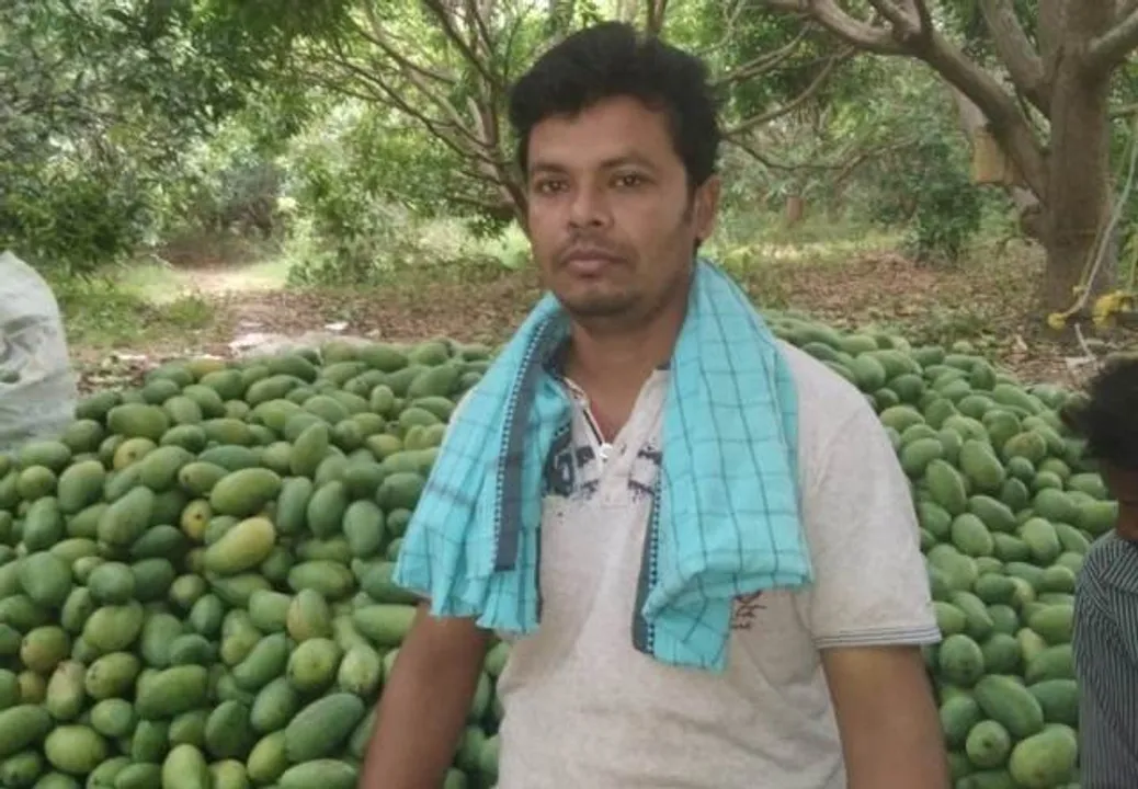  ଆମ୍ବ ଚାଷରୁ ଲକ୍ଷପତି