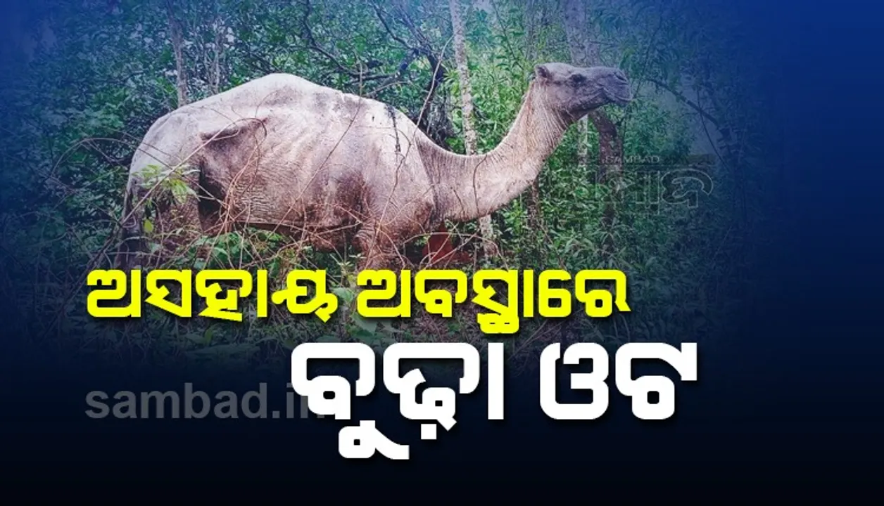  ୨୦ ବର୍ଷ ରୋଜଗାର ଦେଲା, ବୁଢ଼ା ଓଟକୁ ଛାଡ଼ି ମାଲିକ ଛୁ' 