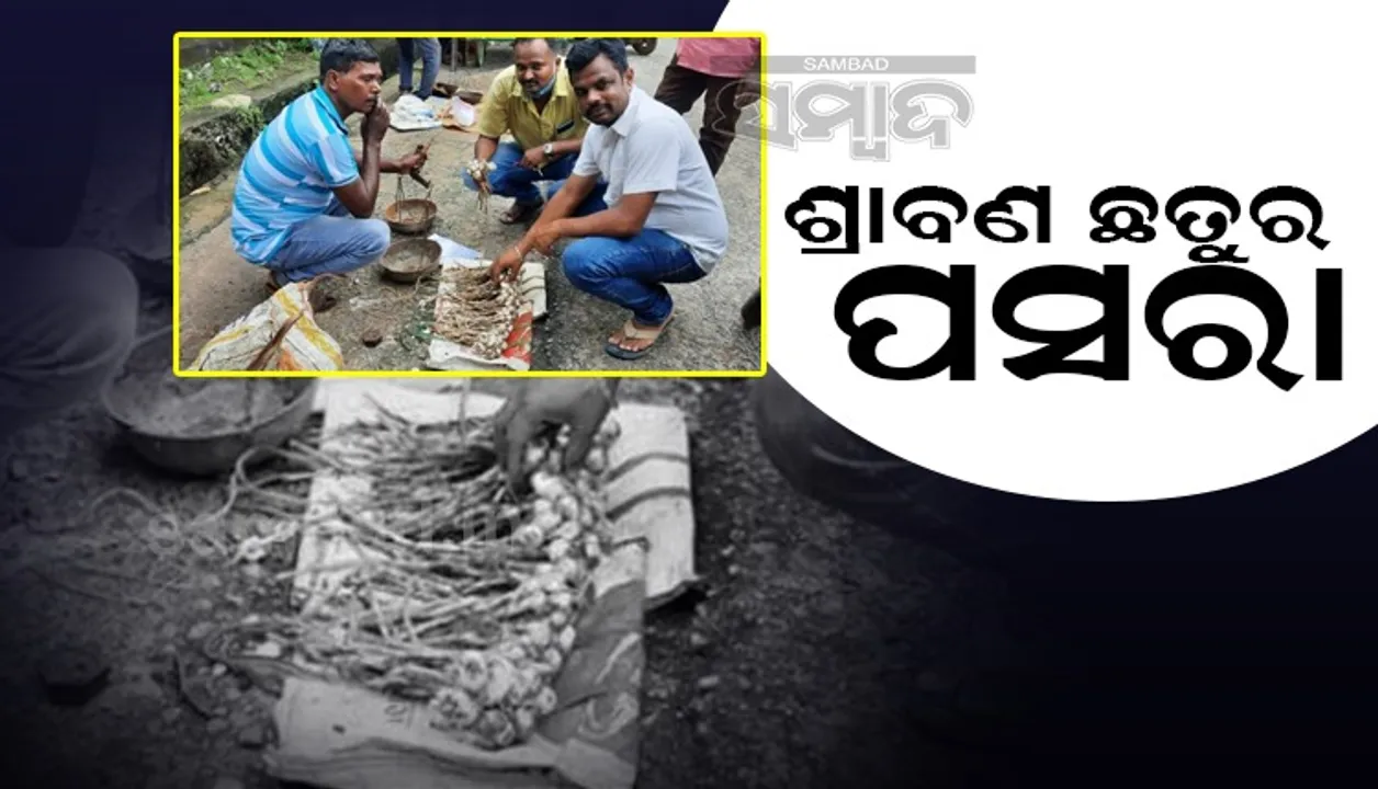  ମାଲକାନଗିରିରେ ଶ୍ରାବଣ ଛତୁର ପସରା; ଆଦିବାସୀଙ୍କ ରୋଜଗାରର ଆଉ ଏକ ଜରିଆ