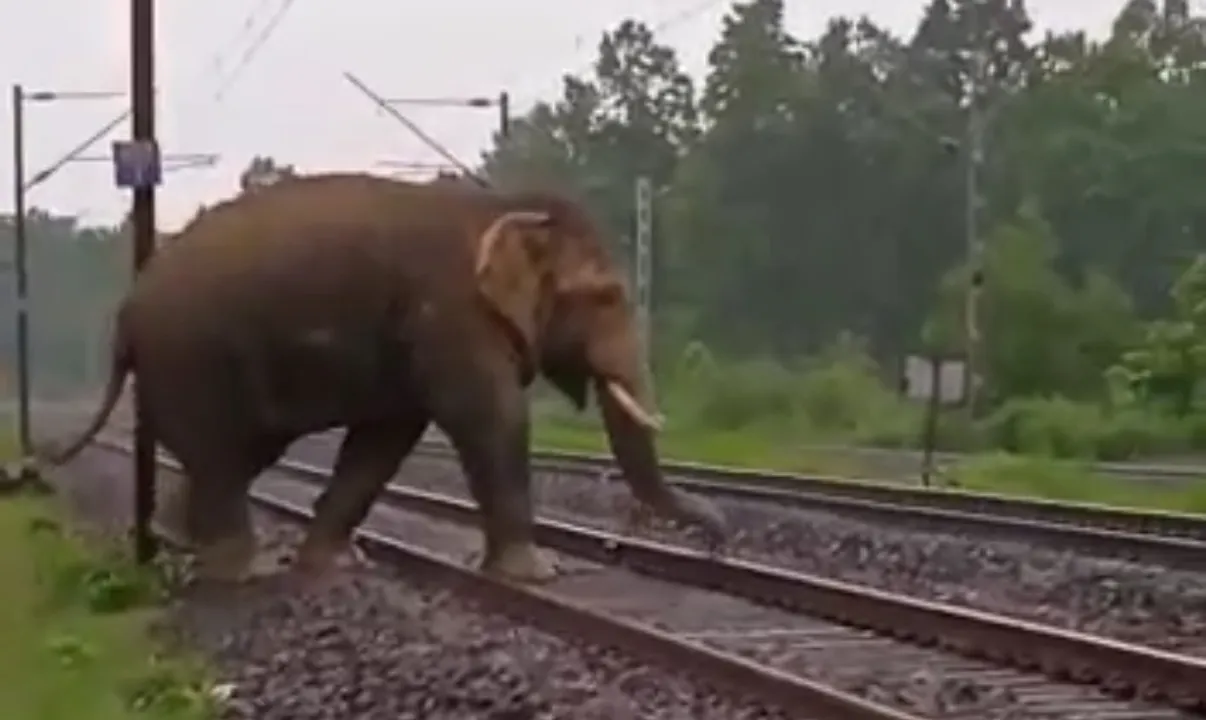  ଟ୍ରେନ ଲାଇନ୍‌ କଡ଼ରେ ହାତୀ, ଚିନ୍ତାରେ ବନବିଭାଗ