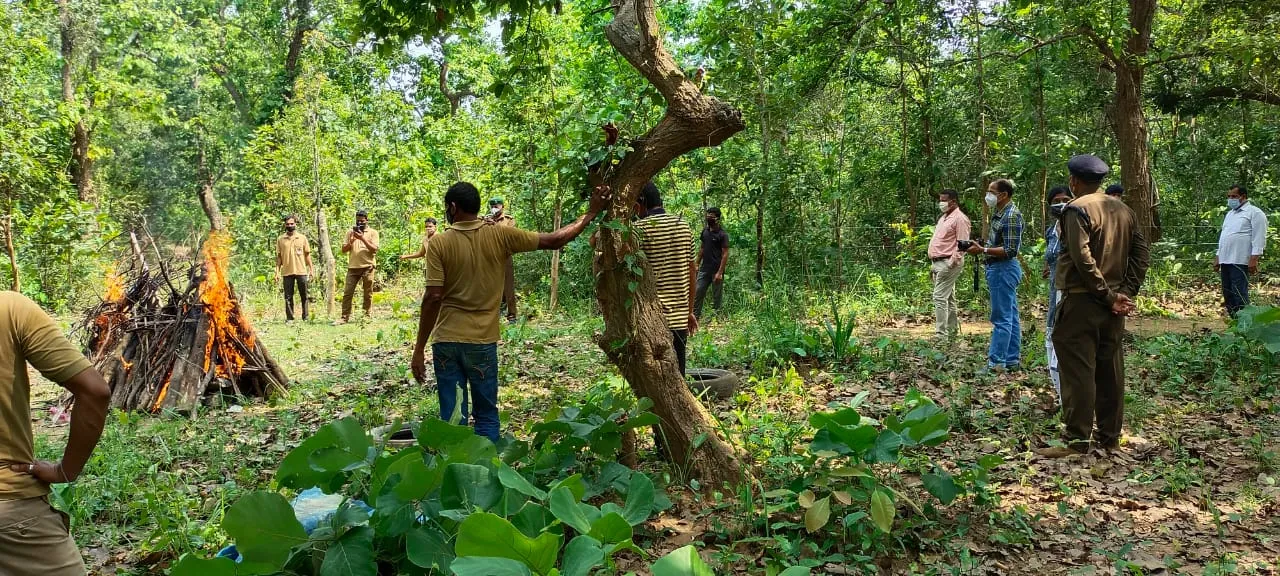  ଦୁର୍ଘଟଣାରେ ମୃତ ବାଘର ଦାହ-ସତ୍କାର