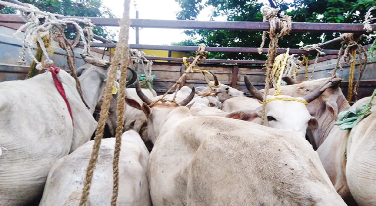  ପିକ୍ଅପ୍‌ ଭ୍ୟାନ୍‌ରୁ ୨୦ ଗାଈ ଉଦ୍ଧାର: ହେଲ୍‌ପର ଅଟକ, ଖସିଗଲେ ୨ ଚାଲାଣକାରୀ