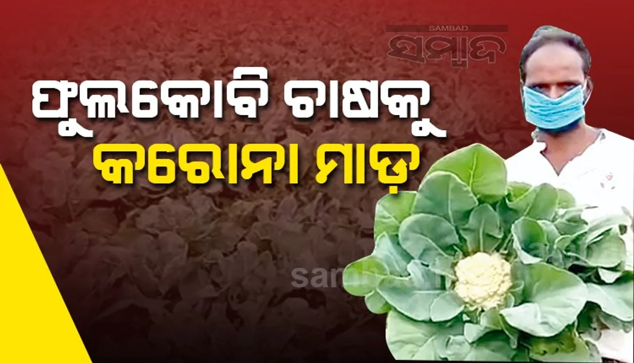  କନ୍ଧମାଳ ଦେଶୀ ଫୁଲକୋବି ପ୍ରତି ମୁହଁ ଫେରାଉଛନ୍ତି ଚାଷୀ